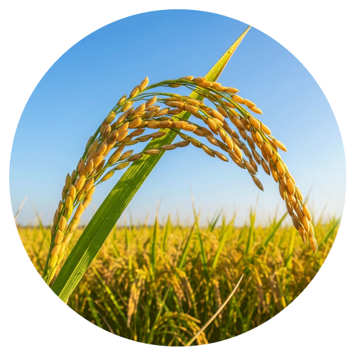 Agro & Farming Services